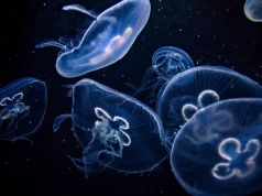 Meduzy wyłączyły największą francuską atomówkę niemal do zera. Przyczyną jest zmiana klimatu