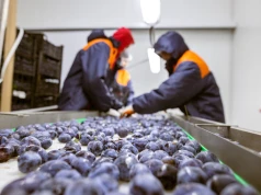 Polska ogranicza ruch bezwizowy. "Marnotrawstwo, na które nie stać gospodarki"