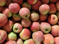 Tyle dostaniesz za Piros, Paulared, Sander i Julię. Platinum Fruits podało ceny zakupu