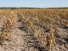 Katastrofa na plantacjach fasoli. Rolnicy domagają się pilnych rekompensat