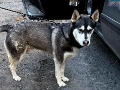 Mężczyzna odpowie za porzucenie psa husky
