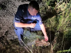 Każde zgłoszenie ma znaczenie - policjanci pomogli rannej sowie