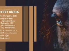 Plener fotograficzny PORTRET KONIA