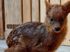 Najmniejszy jelonek z warszawskiego ZOO ma już imię. Jest przeurocze, jak on sam