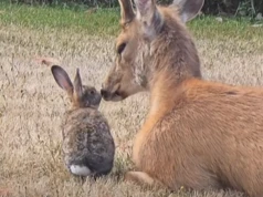 Rozczulające nagranie zachwyciło miliony. Scena niczym z "Bambi"