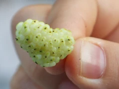 Słodkie "białe złoto". Superfood, które rośnie tuż obok nas, na polskich polach