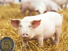 Ceny prosiąt poszły w górę. Rolnicy płacą nawet 280 zł/szt.