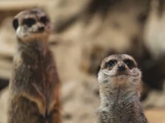 Hakuna matata by nie przeszła. Wrocławskie surykatki pilnują stada i pracują na zmiany