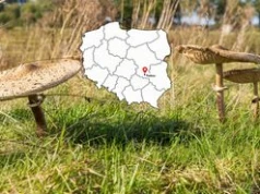W lasach pojawiły się kanie. Gdzie szukać pierwszych okazów już w sierpniu?