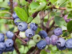 Ceny to rozczarowanie, nawet 90 proc. zniszczeń na plantacjach. Plantatorzy załamani
