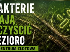 Bakterie mają oczyścić jezioro w centrum Złotowa