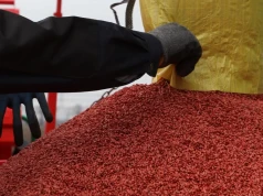 Ostatnia szansa na dopłaty! Gdzie złożyć wniosek, aby odzyskać część pieniędzy za materiał siewny?
