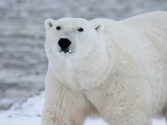 Wysoka kara dla turysty, który obudził niedźwiedzia polarnego