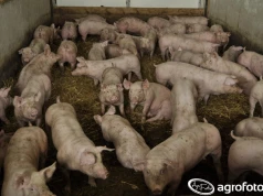 Ceny tuczników dzisiaj. Do 6 zł/kg w skupach. Ekspert nie wyklucza dalszych podwyżek
