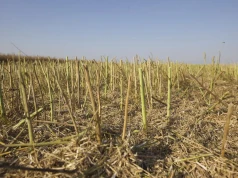 Rzepak stracił nie tylko na plonie. Jakie są ceny skupu i czy można liczyć na canolę?