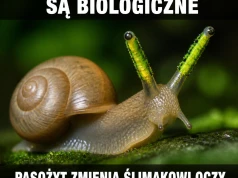 Ślimak ma oczy sponsorowane przez pasożyta