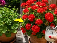 Pelargonie mają tylko liście? Wlej to, a natychmiast obsypią się kwiatami