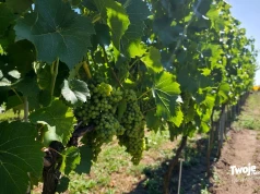 Śledź z białym winem, a paprykarz z różowym. Przed nami 4. edycja Weekendu Otwartych Winnic