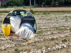 Zaoferowali mu szokującą cenę. Zdesperowany rolnik oddaje cebulę prawie za darmo