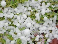 Blisko 40 rolników zgłosiło szkody po gradobiciu. To już około 600 ha
