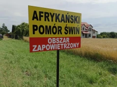 Czwarte ognisko ASF u świń w Polsce. Gdzie uderzył wirus?