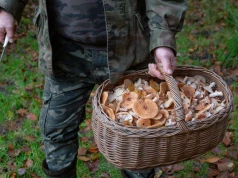Jak zbierać grzyby, by uniknąć zatrucia? O tym musisz pamiętać