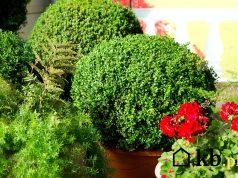 Ten krzew za grosze zrobi z balkonu elegancki ogród przez cały rok