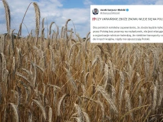 Zboże z Ukrainy znów zaleje Polskę? Rząd rozmawia, Kijów chce 220 mln euro