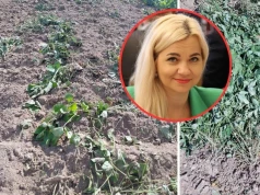 Nawet 100 proc. strat w uprawie fasoli. Rolnicy: „Nie wiadomo, co robić”