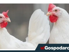 Polska oficjalnie wolna od ptasiej grypy!