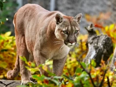 Puma pod Warszawą! To już pewne – jest oficjalny komunikat. Pilny apel do mieszkańców, służby szukają zwierzęcia