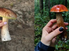 Poradnik zbierania grzybów. Jak uniknąć zatrucia?