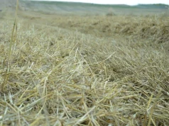 Ile składników zostaje w słomie pszenicy? Na hektar wraca nawet 70 kg potasu