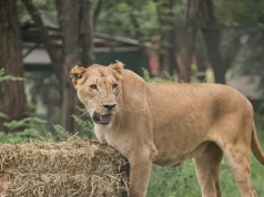 Zoo zostało zamknięte po aferze. 30 lwów i tygrysów zostanie przeniesionych