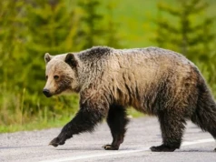 Bieszczady cierpią z powodu inwazji drapieżników