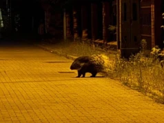 Łomianki. Nocą tupta… jeżozwierz. Egzotyczny zwierz został zaopiekowany