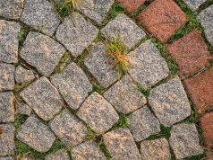 Chwasty wychodzą z każdej szczeliny. Zanim sięgniesz po ocet, zrób jedną rzecz