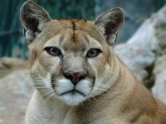 Puma zaledwie 25 kilometrów od Warszawy? Dwie gminy wydały oficjalne ostrzeżenia