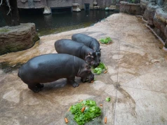 Pokazowe karmienia i treningi we wrocławskim zoo to nie tylko zabawa. Poznaj kulisy