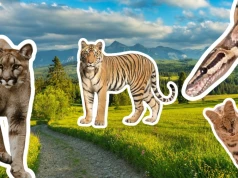 W lesie kolejna puma, w Łomiankach jeżozwierz. Też masz wrażenie, że coś tu nie gra?