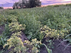 Wtórne zachwaszczenie na plantacjach ziemniaka