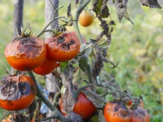 Na liściach pomidorów pojawiły się plamy? Działaj nim zaraza zniszczy plony