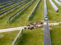 Owce zamiast kosiarek na farmach fotowoltaicznych