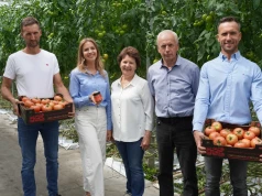 Bracia budują szklarnie, siostra robi pastę. Pomidorowy biznes Bajonów rośnie
