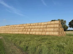 Ile kosztuje słoma pod koniec żniw? Czy da się jeszcze kupić belę o średnicy 120 cm za 50 zł?
