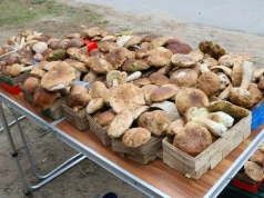 Tyle płacą za grzyby w skupie. Te gatunki opłacają się najbardziej, nawet 300 zł/kg