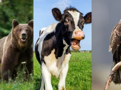 Podchwytliwy quiz o zwierzętach. My podajemy dwa gatunki, ty trzeci