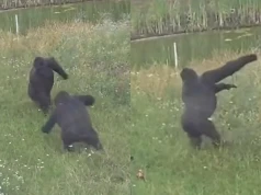 Gorylica z Warszawskiego ZOO tańczyła jak szalona. "Tego nie da się zobaczyć tylko raz"