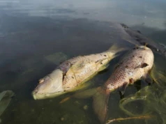 Śnięte ryby w Kanale Gliwickim. Alarmujące dane