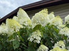 Hortensje potrzebują zmiany w sierpniu. Kwiaty zostaną do przymrozków